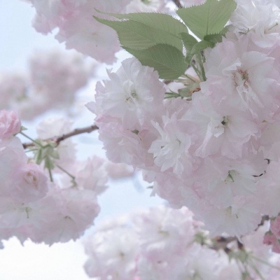 兽设萌新入门指南福瑞交流群